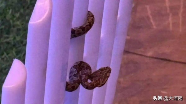 速配发金融网 九寨沟一酒店回应大堂发现毒蛇：已放生，酒店增设驱蛇装置