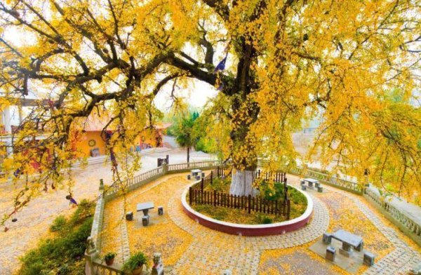 哈福配资 安徽巢湖：以树为媒，赴秋日之约